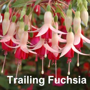 Trailing Fuchsia Bedding Plant in Individual Pots